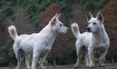 Tayvan 'daki kel selvi ağaçlarının klasik blad selvi sahnesi, Tayvan yansıması.