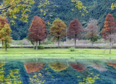 Tayvan 'daki kel selvi ağaçlarının klasik blad selvi sahnesi, Tayvan yansıması.