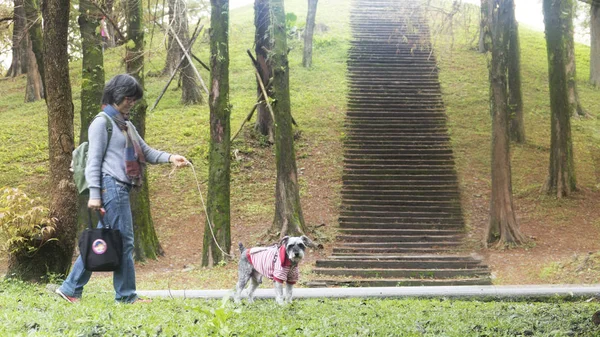 Класична Кіпрська Сцена Тайвані Лисих Кипарисових Дерев Тайвань — стокове фото