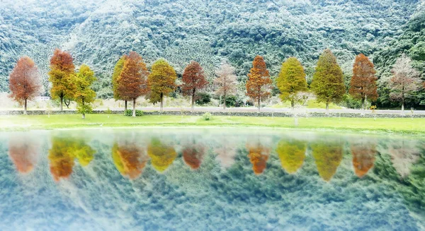 Classic Blad Cypress Scene Taiwan Bald Cypress Trees Reflection Taiwan — Stock Photo, Image