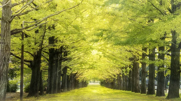 Herfstkleuren Van Naruko Gorge Japan Mooie Blauwe Bewolkte Achtergrond — Stockfoto