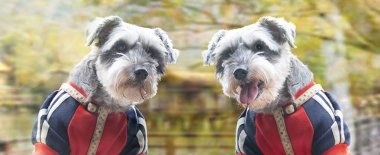 Dev Schnauzer portresi. Dev Schnauzer şehir parkındaki yeşil çimlerin üzerinde duruyor.
