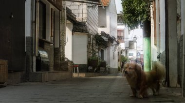Köpek eski Caddesi üzerinde durmak ve bir şey