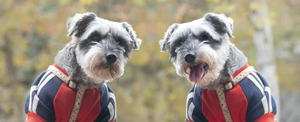 Giant Schnauzer Portrait Giant Schnauzer Stands Green Grass City Park — Stock Photo, Image