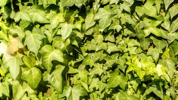 Macro Van Mooie Weelderige Groene Bladeren Van Gewone Klimop — Stockfoto