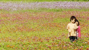 Taoyuan, Tayvan - 3 Kasım 2016: çiçek deniz sezon tarım arazileri, Taoyuan, Tayvan
