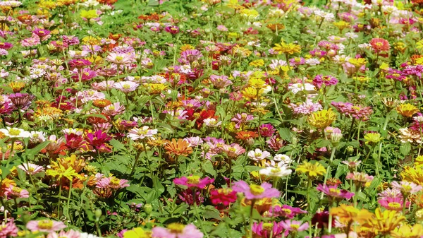 Ogród Kwiatowy Bardzo Ładna Pogoda Tle — Zdjęcie stockowe