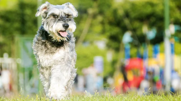 Retrato Giant Schnauzer Schnauzer Gigante Está Grama Verde Parque Cidade — Fotografia de Stock