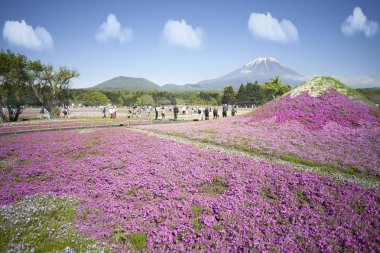 Yamanashi, Japan - 12 Mayıs 2016: Fuji alanıyla pembe yosun Shibazakura Festivali, Yamanashi, Japan
