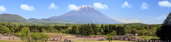 Yamanashi Japan Mayıs 2016 Fuji Alanıyla Pembe Yosun Shibazakura Festivali — Stok fotoğraf