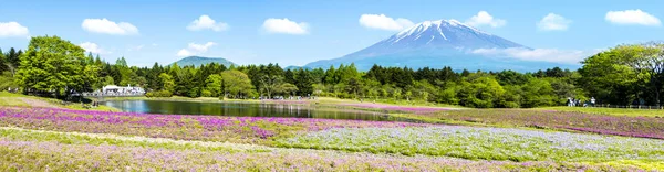 日本山梨县 2016 与领域的粉红色苔藓在 Shibazakura 日本山梨县富士 — 图库照片