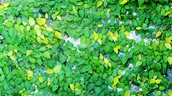 パターン壁植物テクスチャ背景の緑葉の様々 な種類の背景 — ストック写真