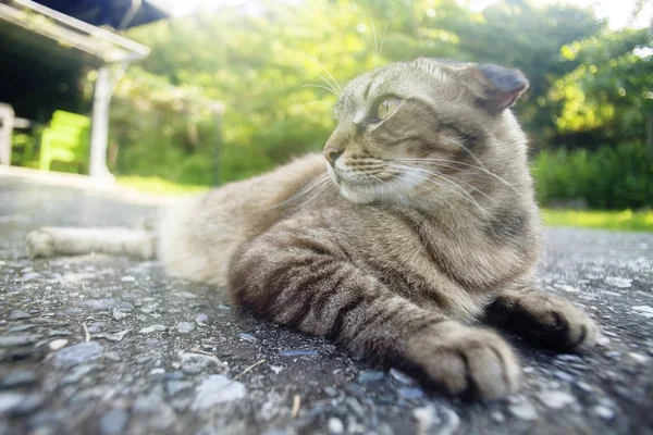 Primer Retrato Gato Doméstico Sobre Fondo Natural —  Fotos de Stock
