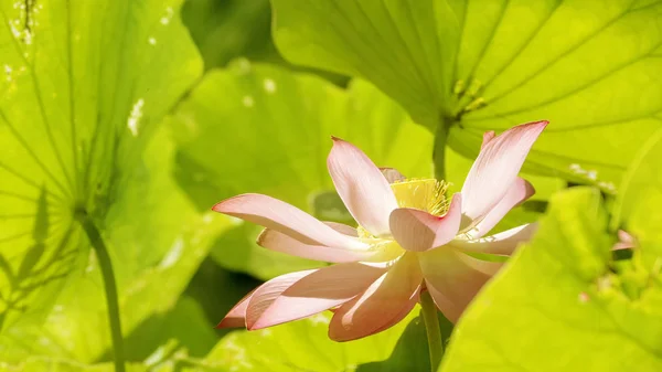 Lotus Rose Matin Avec Une Belle Couleur Fond — Photo