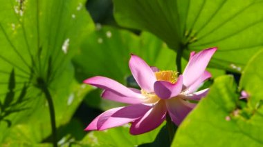 güzel arka plan rengiyle uyandığımız, pembe lotus