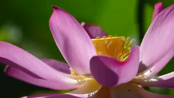 Roze Lotus Het Ochtends Met Mooie Achtergrondkleur — Stockvideo