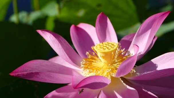 Lotus Rose Matin Avec Une Belle Couleur Fond — Video