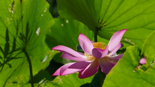 Rosa Lotus Moring Med Fin Bakgrundsfärg — Stockvideo