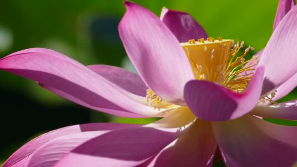 Roze Lotus Het Ochtends Met Mooie Achtergrondkleur — Stockvideo