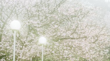 Tien-Yuan Tapınağı ile kiraz çiçeği New Taipei City, Tayvan