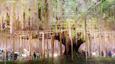 Yamanashi, Japan - 12 Mayıs 2016: Güzel bahar çiçekleri serisi, wisteria kafes Garden