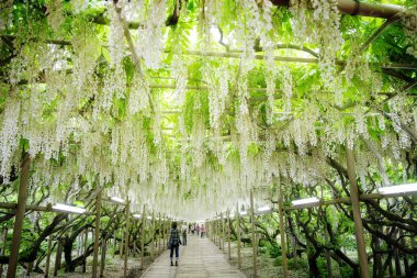 Yamanashi, Japan - 12 Mayıs 2016: Güzel bahar çiçekleri serisi, wisteria kafes Garden
