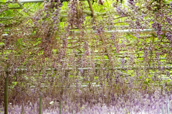 Beautiful Spring Flowers Series Wisteria Trellis Garden — Stock Photo, Image