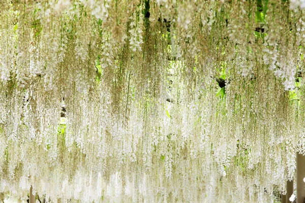 Красивая Серия Весенних Цветов Wisteria Treats Саду — стоковое фото