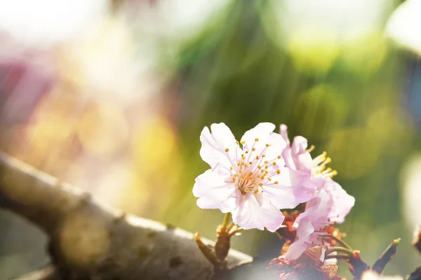 Sakura Λουλούδι Κεράσι Ανθίσει Όμορφη Φύση Φόντο — Φωτογραφία Αρχείου