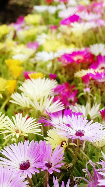 Hermosa Serie Flores Primavera Glicina Enrejado Jardín —  Fotos de Stock