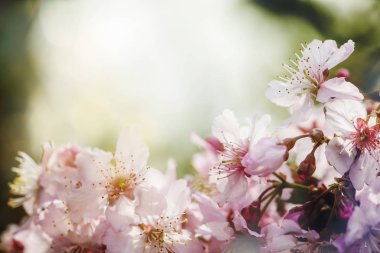 Sakura çiçek veya güzel doğa arka plan ile kiraz çiçeği
