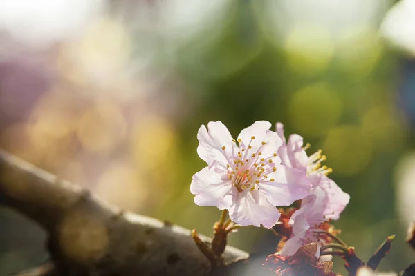 Flor Sakura Flor Cerezo Con Hermoso Fondo Natural —  Fotos de Stock