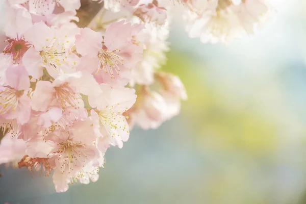 Sakura Kukka Tai Kirsikankukka Kaunis Luonto Tausta — kuvapankkivalokuva