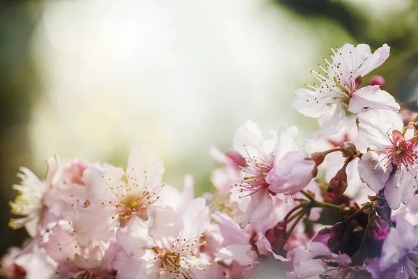 Fiore Sakura Fiore Ciliegio Con Bellissimo Sfondo Naturale — Foto Stock