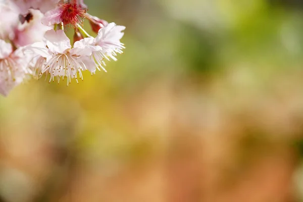 Sakura Flower Cherry Blossom Beautiful Nature Background — Stock Photo, Image