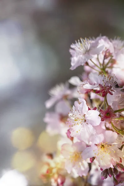 Flor Sakura Flor Cerezo Con Hermoso Fondo Natural — Foto de Stock