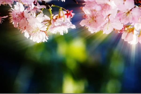 樱花或樱花与美丽的自然背景 — 图库照片