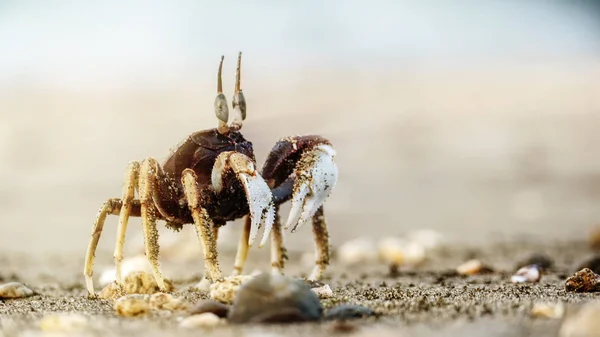 Krab Stojí Pláži Podívat Někde Tchaj Wan — Stock fotografie