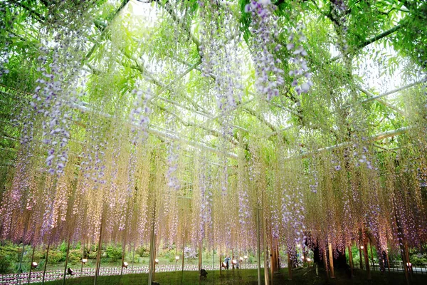 Yamanashi Japan Maj 2016 Den Vackra Vår Blommor Serien Wisteria — Stockfoto