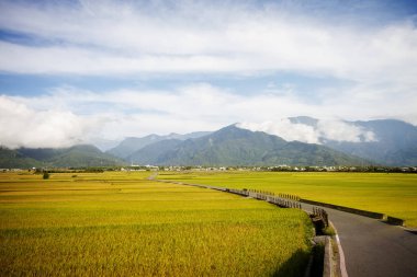 Luye, Taitung, Tayvan 'da altın çeltik pirinç çiftliği olan kırsal bir manzara.