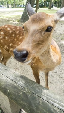 Closeup doe genç geyik Nara içinde park alanı, Nara-Ken, Japonya