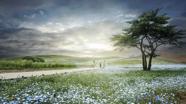 Tree Nemophila Hitachi Seaside Park Spring Blue Sky Ibaraki Japan — Stock Photo, Image