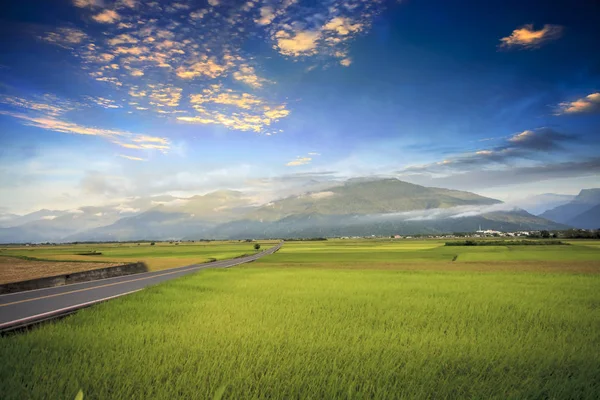 Vidéki Táj Arany Hántolatlan Rizs Farm Luye Taitung Tajvan — Stock Fotó