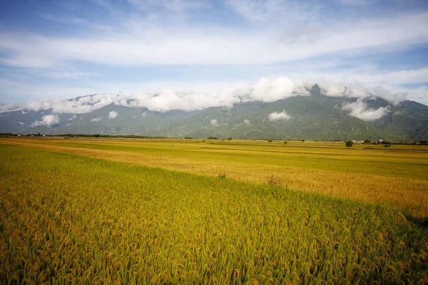 Paesaggio Rurale Con Risaia Dorata Luye Taitung Taiwan — Foto Stock