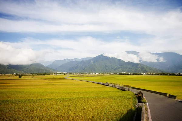 Maaseudun Maisema Kultaisella Paddy Riisitarhalla Luyessa Taitungissa Taiwanissa — kuvapankkivalokuva