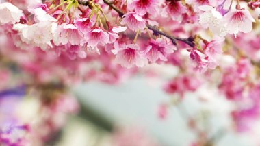 Sakura çiçek veya güzel doğa arka plan ile kiraz çiçeği