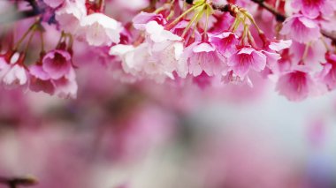 Sakura çiçek veya güzel doğa arka plan ile kiraz çiçeği