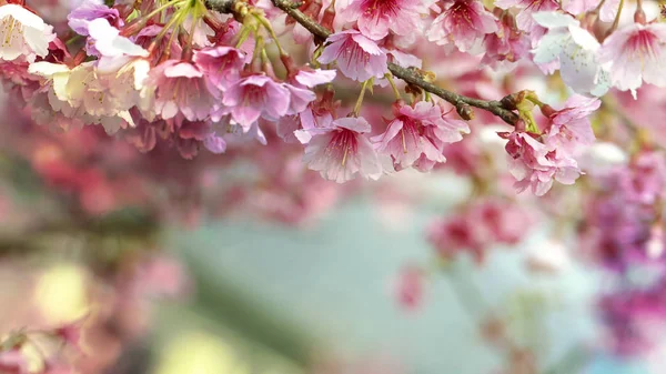 樱花或樱花与美丽的自然背景 — 图库照片