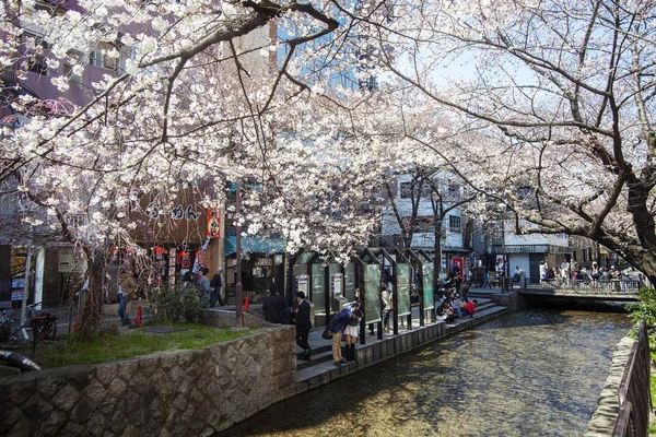 Kyoto Japan März 2015 Japans Kirschblütensaison Kyoto Anfang März Jedes — Stockfoto