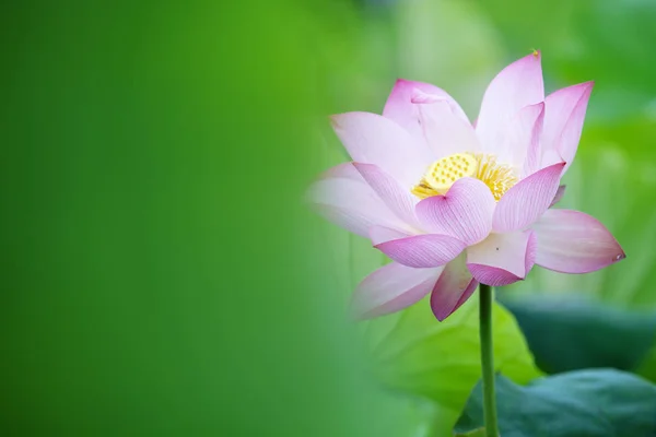Rosa Lotus Moring Med Fin Bakgrundsfärg — Stockfoto